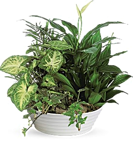 Medium Dishgarden  
