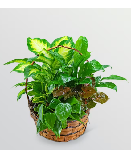 Medium Garden Basket Plants