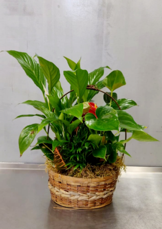 Medium Green Mixed Plants Plants