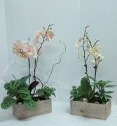 Medium Orchid Garden 