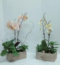 Medium Orchid Garden 