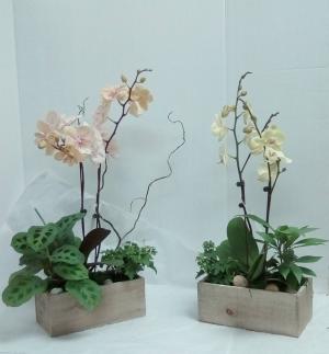 Medium Orchid Garden 