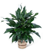 Medium Peace Lily Plant Plant