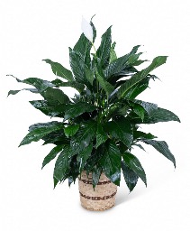 Medium Peace Lily Plant Plant