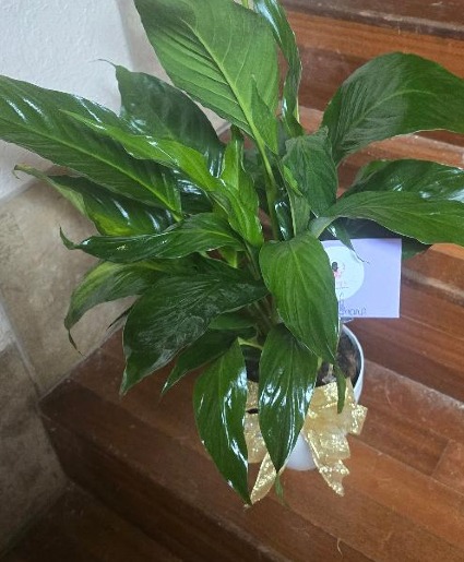 Medium Peace Lily Plant Plant
