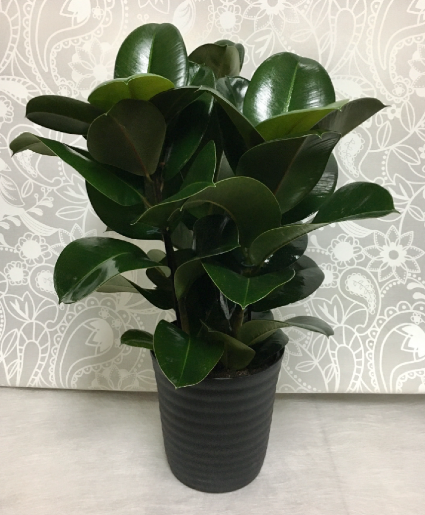 Medium Rubber Tree Plant  