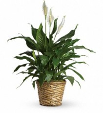 MEDIUM SPATHIPHLLUM 