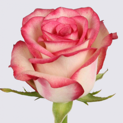 "Flirt" Roses Arranged Vase Dozen 