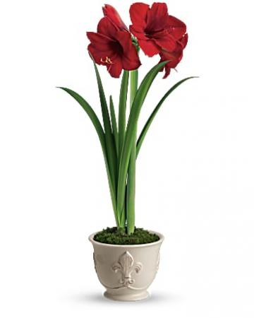 Merry Amaryllis Plant
