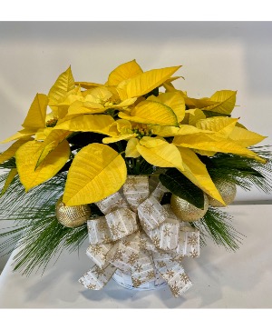 Merry & Bright Poinsettia  Christmas Plant