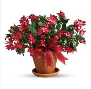 Merry Christmas cactus  