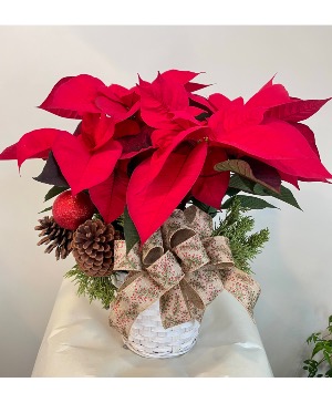 Merry Red Poinsettia Christmas Plant 