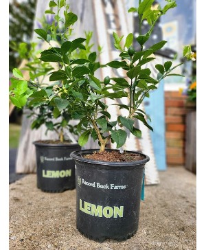 Meyer Lemon Live Plant