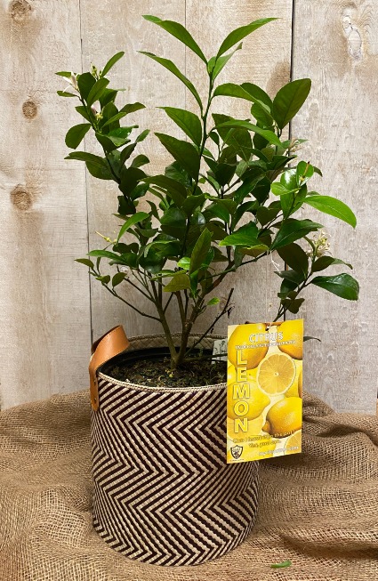 Meyer Lemon Tree potted plant