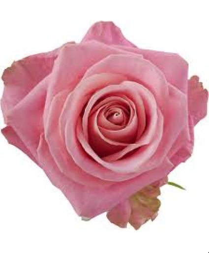 Light Pink Roses 