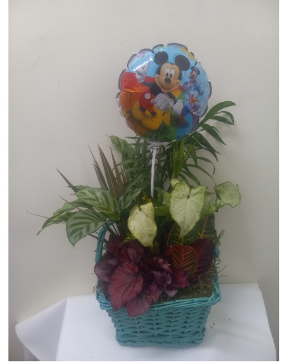 Mikey mouse dish garden Plant