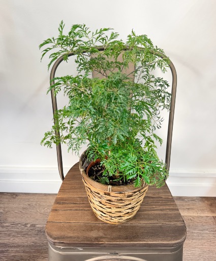 Ming Aralia 