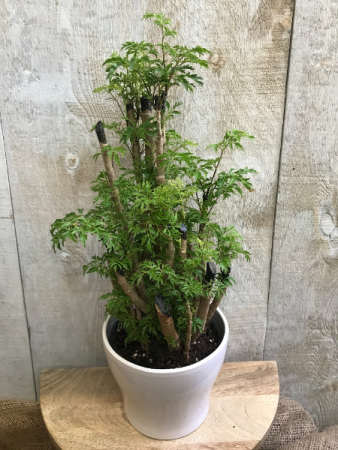 Ming Aralia  plant 