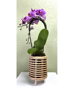 Mini Bamboo and Ratan Orchid Garden  Planter