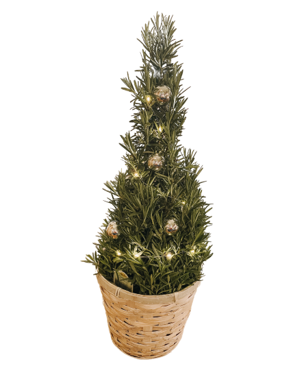 SF Mini Christmas Trees Plant
