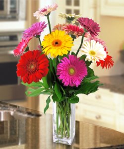 Mini Gerbera Daisy - Special ! 