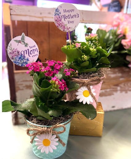 Mini Kalanchoe Blooming Plant