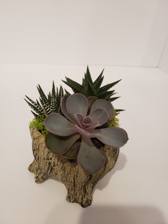mini log planter of succulents 