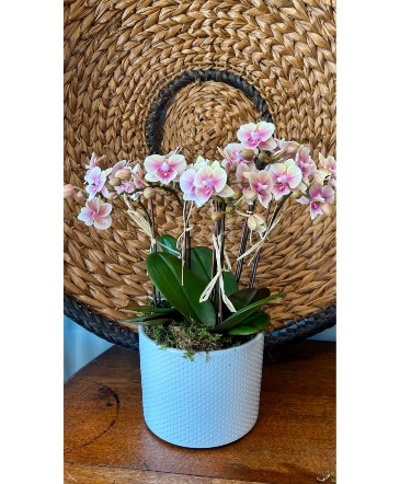 Mini orchid garden Flowering Plant in Darien, CT | DARIEN FLOWERS