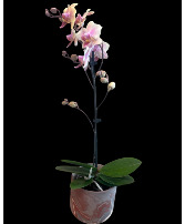 Mini Orchid plant  plant