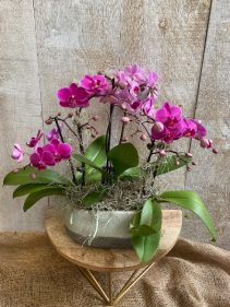  Mini Orchids Planter  4-8  stems of blooms
