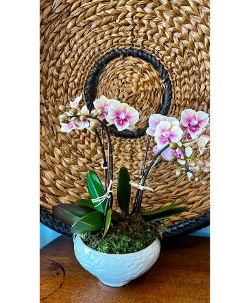 Mini pastel orchid plant Flowering Plant in Darien, CT | DARIEN FLOWERS