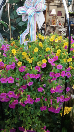 mini petunia hanging basket annual petunia basket