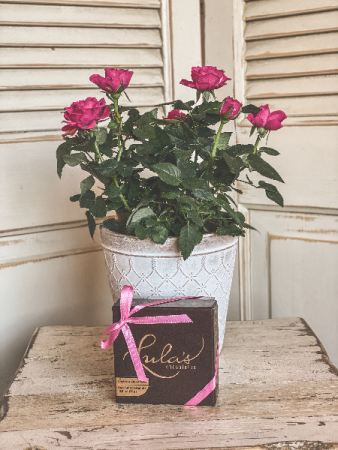 Mini Potted Rose w/ Lula's Chocoloates 