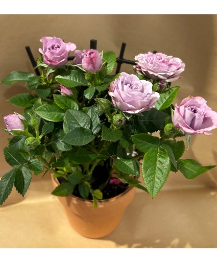 Mini rose planter Planter