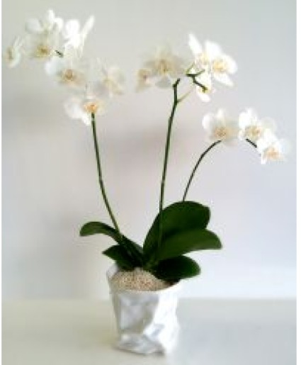 Mini White Orchids In A Ceramic Vase Potted Plant