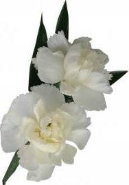 Miniature Carnation  B19-15 Boutonniere