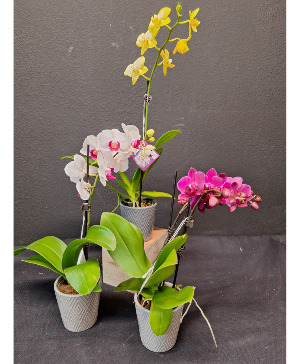   orchid plants  