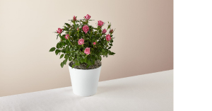 Miniature Rose Bush Mother's Day
