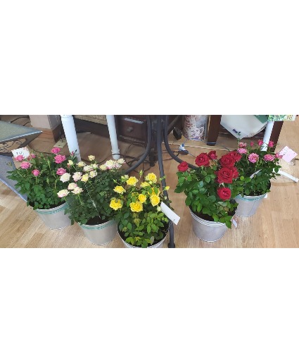 Miniature Rose Bush  Planter