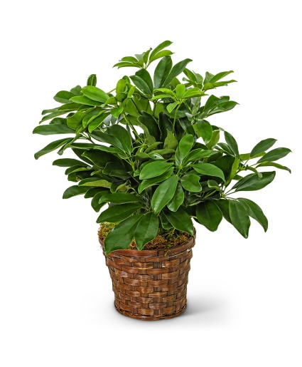 Miniature Schefflera Plant Plant