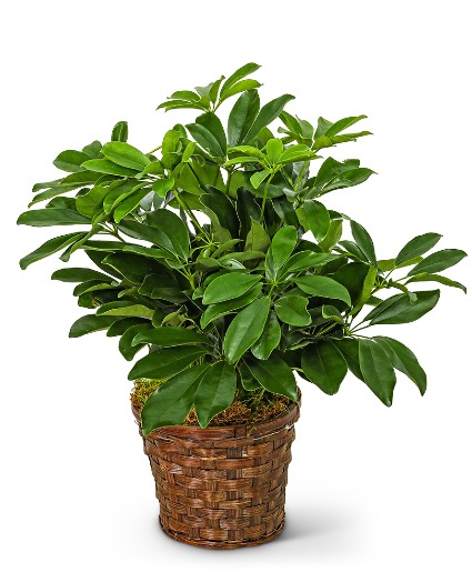 Miniature Schefflera Plant Potted Plant