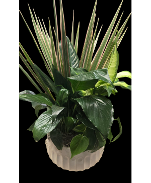 Mix Ceramic Planter 
