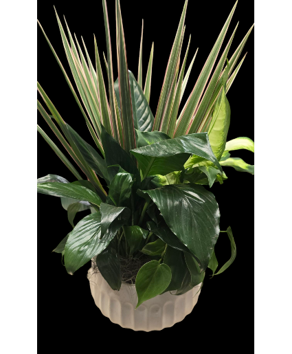 Mix Ceramic Planter 