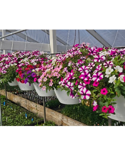Mix Hanging Baskets for Sun 