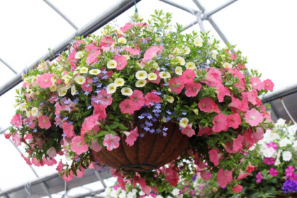 MIX HANGING BASKETS MIX