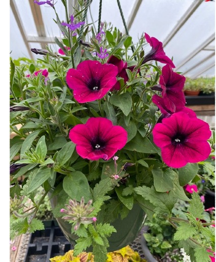 Mix hanging planter Annuals