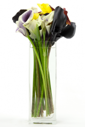 Mix Siamens one sided 