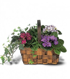 Mixed African Violet Basket 