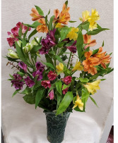 Mixed Alstroemeria 