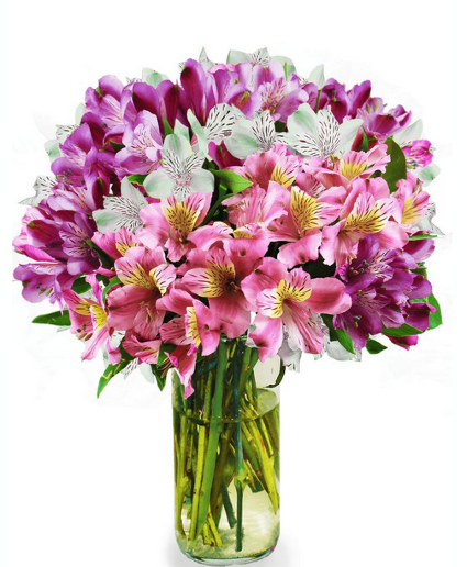 Mixed Alstromeria in vase fresh floral